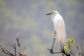 중대백로가 보이는 아름다운 풍경