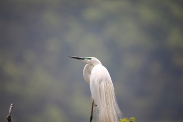 중대백로가 보이는 아름다운 풍경