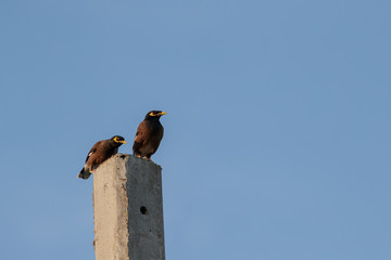 Two birds on an electric pole
