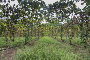 dramatic image of a passion fruit farm and vines in a field in the dominican republic mountains of Nisou.