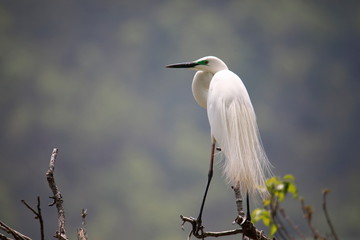 중대백로가 보이는 아름다운 풍경