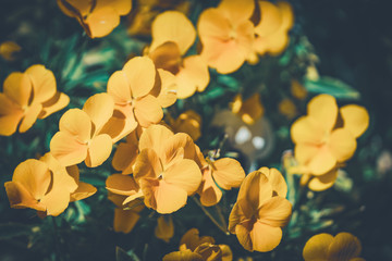 Fototapeta premium Yellow flowers of Reinwardtia indica