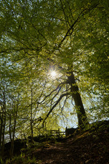 Obraz premium high peak pathway natural scene