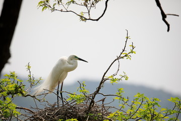 중대백로가 보이는 아름다운 풍경
