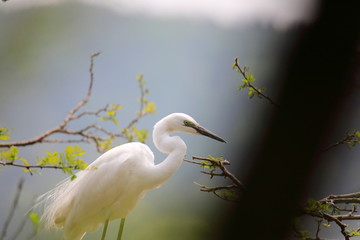 중대백로가 보이는 아름다운 풍경