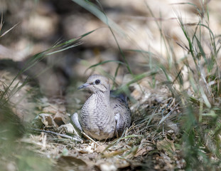 Mourning Dove, Juvenile, Lying Down on Leaves. Santa Clara County, California, USA.

