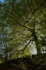 Obraz premium high peak pathway natural scene