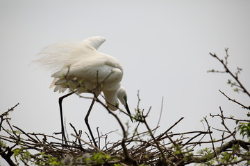 중대백로가 보이는 아름다운 풍경