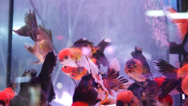 Diversity of tropical fishes in exotic decorative aquarium. Assortment in chatuchak fish market pet shops. Close up of colorful pets displayed on stall. Variety for sale on counter, trading on bazaar