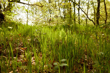 woodland floor wild grass 