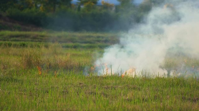 Fire burn grass and rice field agriculture in countryside, flame and smoke in air to pollution environment