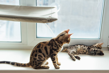 Cute golden bengal kitty cat sitting windowsill and relaxing.