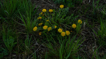 
Yellow flowers in a clearing.