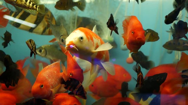 Diversity of tropical fishes in exotic decorative aquarium. Assortment in chatuchak fish market pet shops. Close up of colorful pets displayed on stall. Variety for sale on counter, trading on bazaar