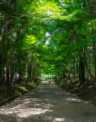 Pathway through a forest with lush trees and green leaves during summer with sunlight shining through
