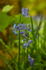 wild bluebell closeup beauty scene  