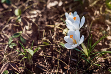 Fototapeta na wymiar A pair of white flowers with orange centers blooming for the spring weather.