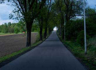 Fototapeta na wymiar A narrow asphalt road up among the trees