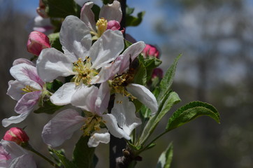 baharın gelişiyle çiçekler ve bahçe 