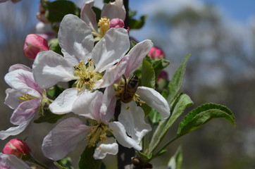 baharın gelişiyle çiçekler ve bahçe 