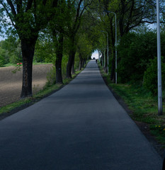 
A narrow asphalt road up among the trees