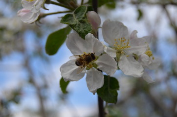 baharın gelişiyle çiçekler ve bahçe 