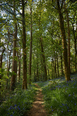 Bluebell woodland wild meadow spring time scene high peak