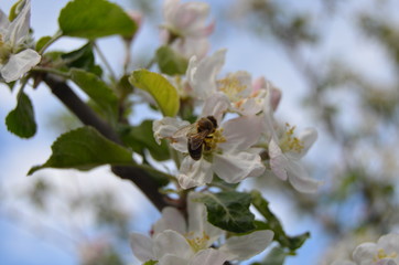 baharın gelişiyle &ccedil;i&ccedil;ekler ve bah&ccedil;e 