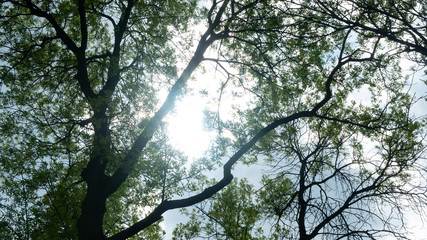 Fototapeta premium Branches of trees against the sky.