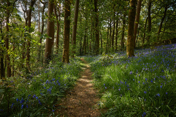 woodland path through bluebell meadow