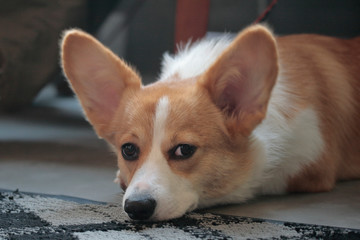 dog