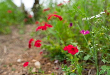 red phlox wildflowers in Texas Hill Country