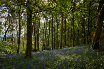 Obraz premium Bluebell woodland wild meadow spring time scene high peak