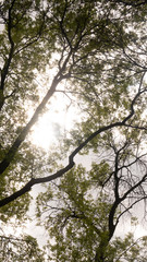 Branches of trees against the sky.