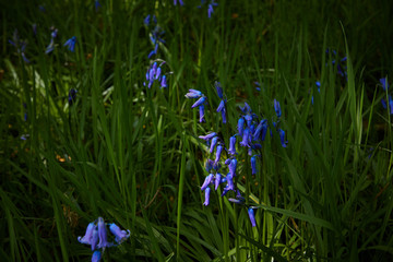 wild bluebell closeup beauty scene  