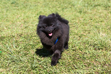 Black Pomerania Lulu walking on the grass