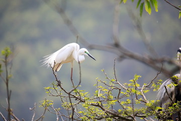 중대백로가 보이는 아름다운 풍경