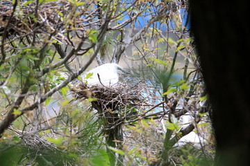 중대백로가 보이는 아름다운 풍경