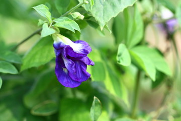 Butterfly pea in the garden. Herbs in Asia (Clitoria ternatea)