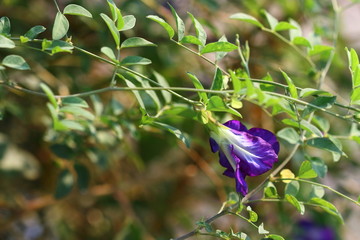 Butterfly pea in the garden. Herbs in Asia (Clitoria ternatea)