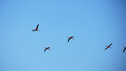 Flying flock of nice pink big flamingos flying on a line on a blue sky as background