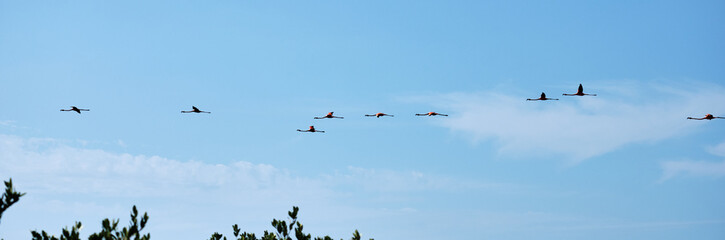 Flying flock of nice pink big flamingos flying on a line on a blue sky as background