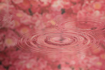 薔薇の波紋