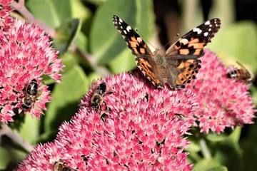 butterfly on pink flower