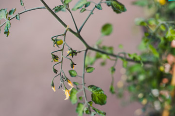 tomato plant with small flowers and tomatoes growing on vine