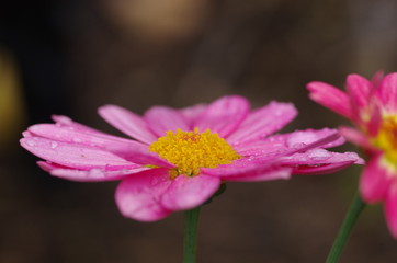 ピンクのマーガレット	