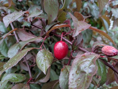 On the branches of the tree ripen berries of plums (Prunus cerasifera)