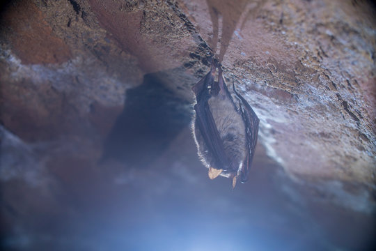 Close up group of small sleeping horseshoe bat covered by wings, hanging upside down on top of cold natural rock cave while hibernating. Wildlife photography. Creatively illuminated blurry background.