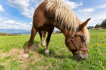 Pferd beim grasen im Bayrischen Wald