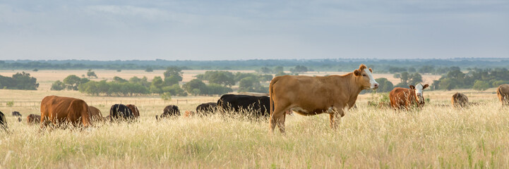 Cow and calf pairs grazing on pasture land before calves are weaned